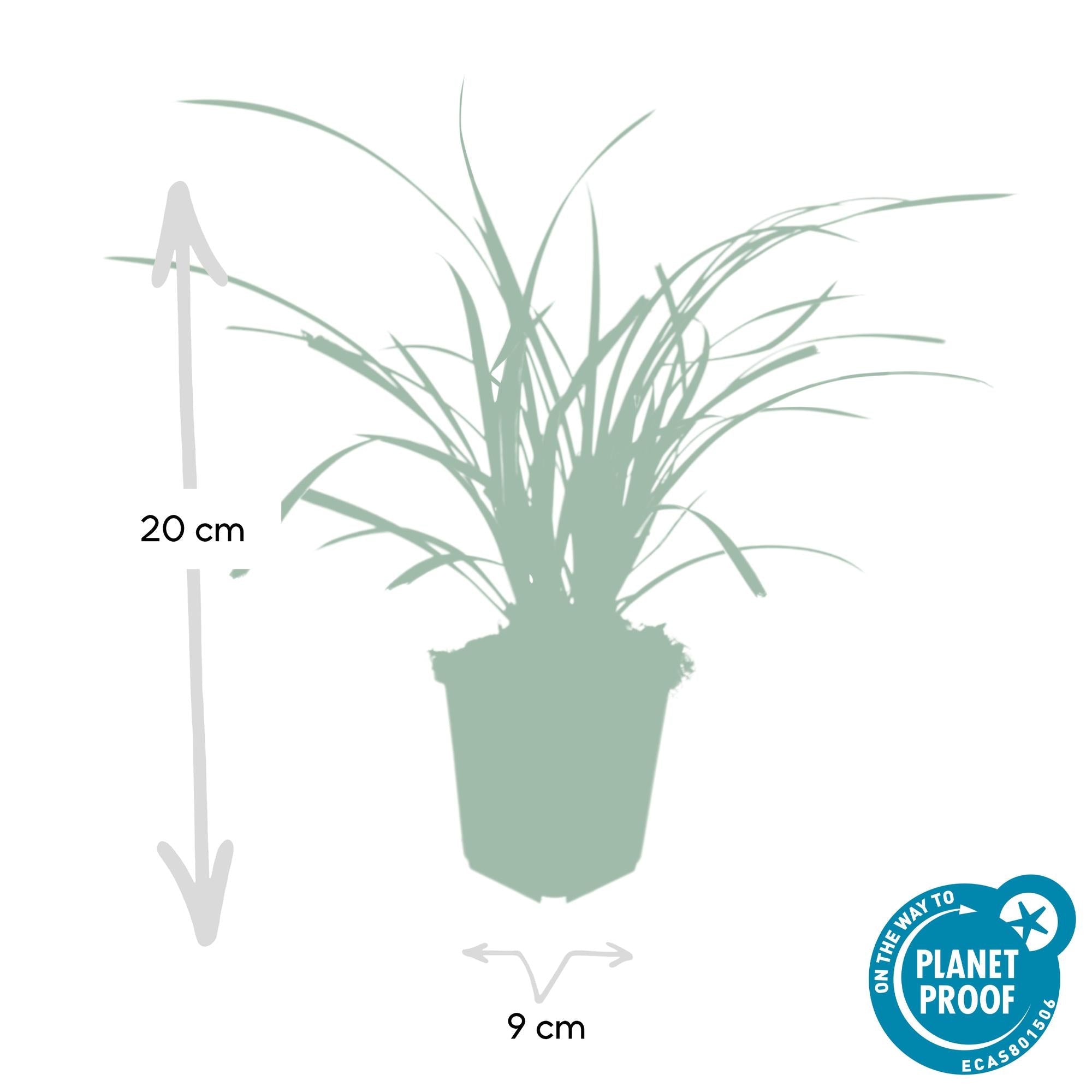 Weißrandige Segge Carex morrowii 'Ice Dance' – ↕10-25cm – Ø9cm – für Sonne & Schatten – Pflegeleicht – Plant