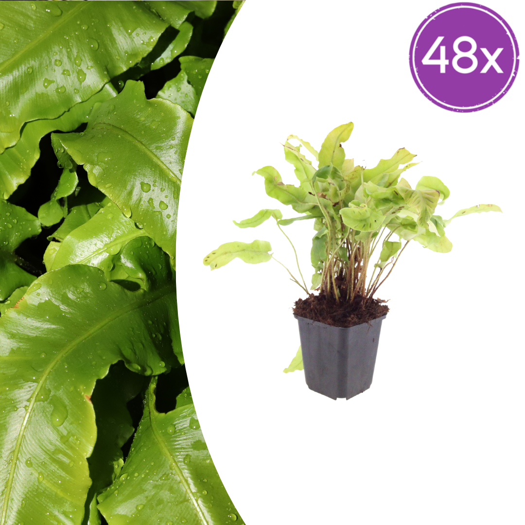 Hirschzungenfarn Asplenium scolopendrium – Immergrüner Farn für Schatten & Halbschatten – Strukturpflanze für Garten & Beet – 10-25cm – Ø9cm – Winterhart