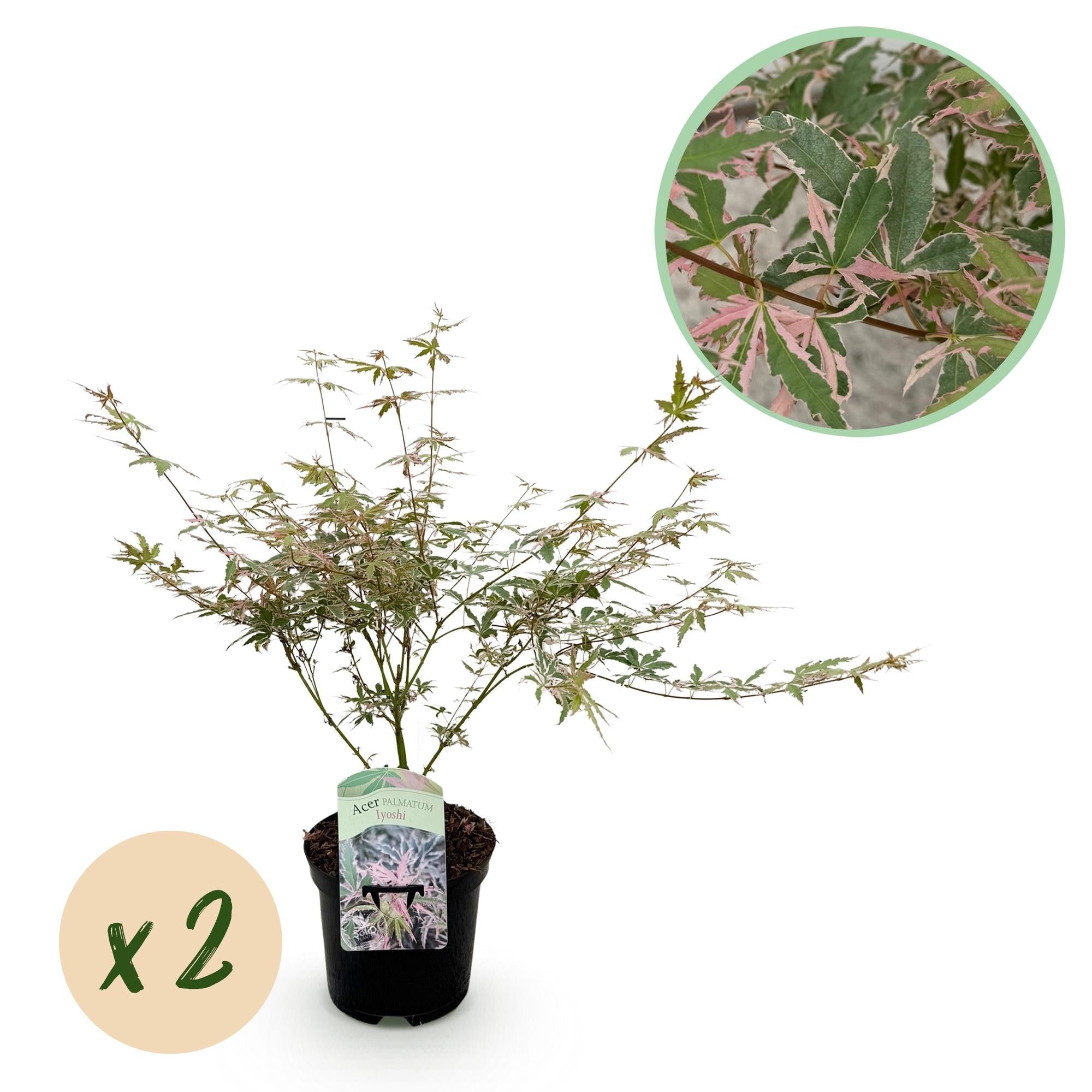 Japanischer Ahorn Acer palmatum Iyoshi – Rosa Balkonpflanze – Ø19cm – Höhe ca. 70cm – Fein geschnittener Zierahorn für Beet & Balkon – Plant