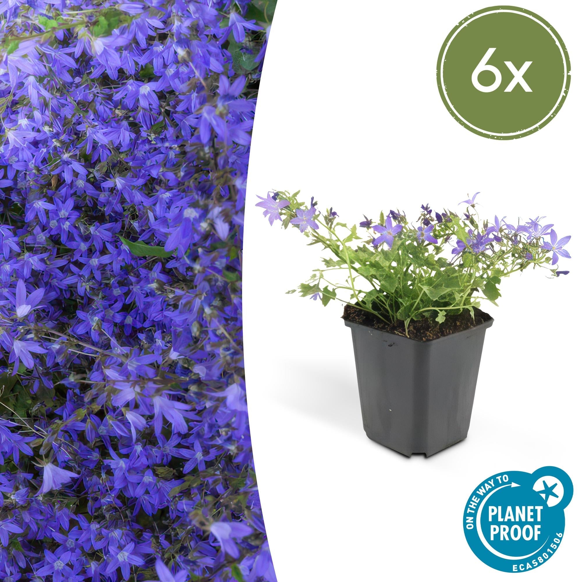 Campanula poscharskyana 'Stella' – Hängepolster – Glockenblume – Blaue Blüten – ↕10-25cm – Ø9cm – Überhängend & pflegeleicht – Plant