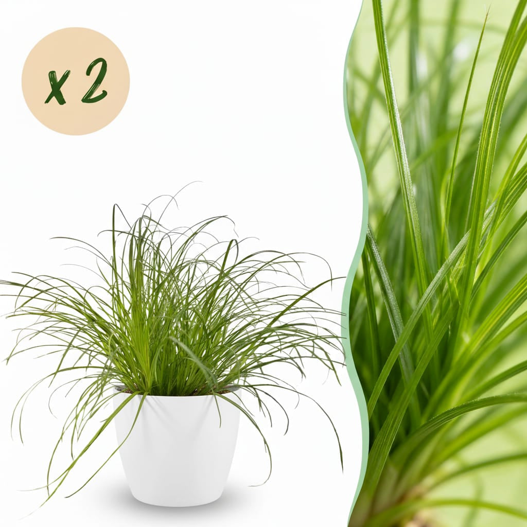 Cyperus Alternifolius Zumula Katzengras Pflanze mit weißem Topf Ø12cm Höhe 20cm Haustierfreundliche Grünpflanze pflegeleicht für Zimmer & Büro