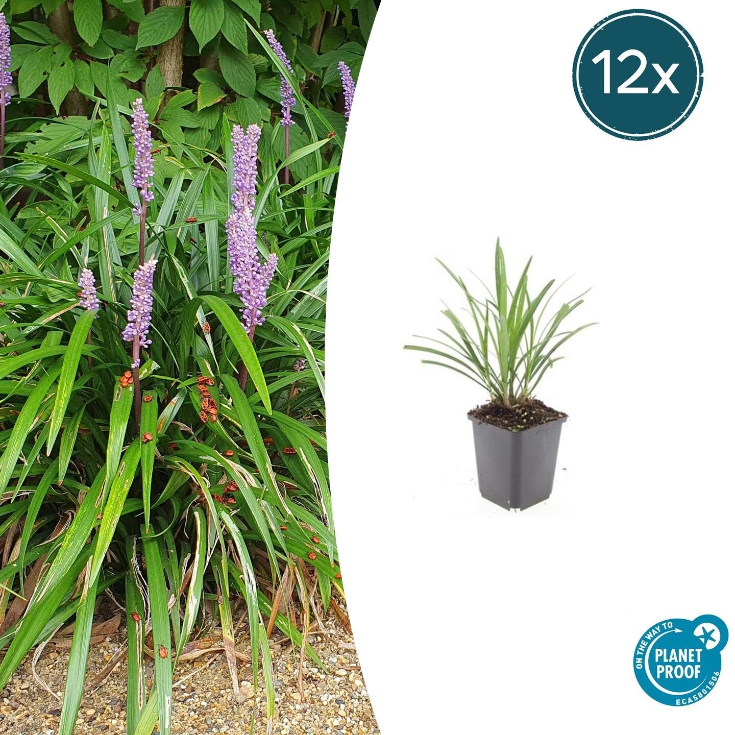 Lilientraube Liriope muscari 'Ingwersen' – ↕10-25cm – Ø9cm –, Immergrün, Violette Blüten, Winterhart, Pflegeleicht – Plant
