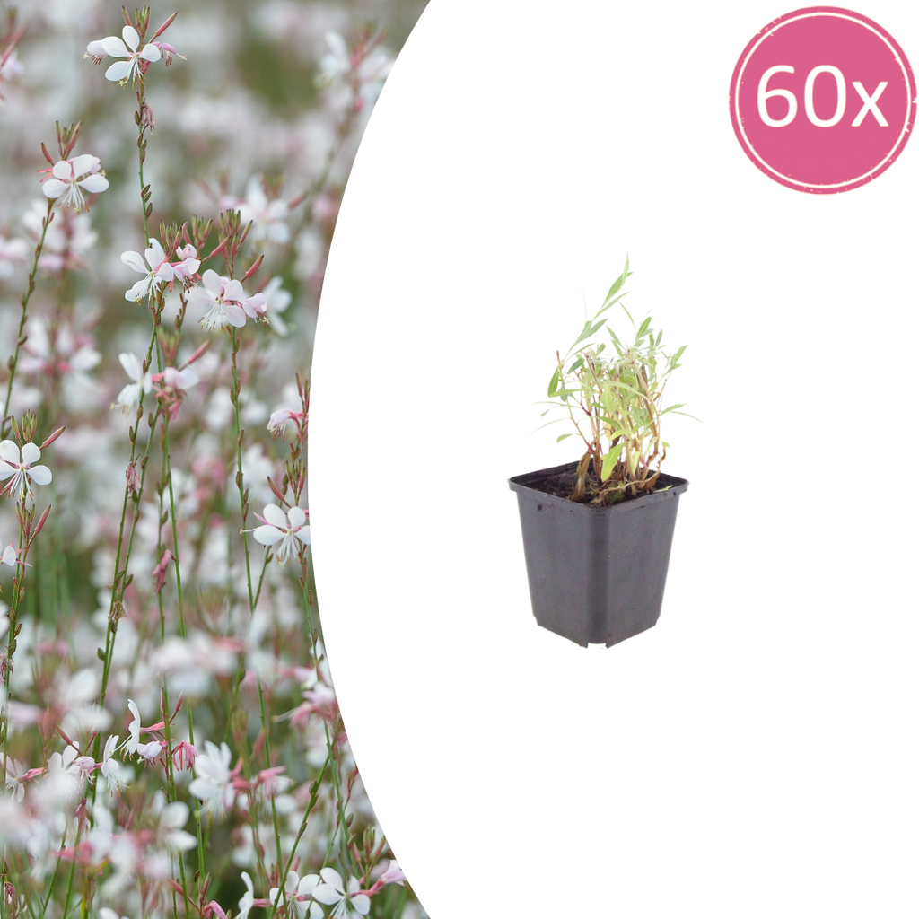Gaura lindheimeri Prachtkerze – Ø9cm – Höhe 10-25cm – Weiße Rosa Blüten – Sommerblühende Staude – Für Beet, Präriegarten & Kübel