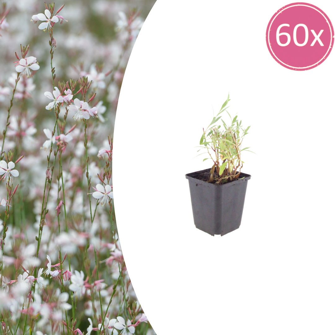 Gaura lindheimeri Prachtkerze – Ø9cm – Höhe 10-25cm – Weiße Rosa Blüten – Sommerblühende Staude – Für Beet, Präriegarten & Kübel