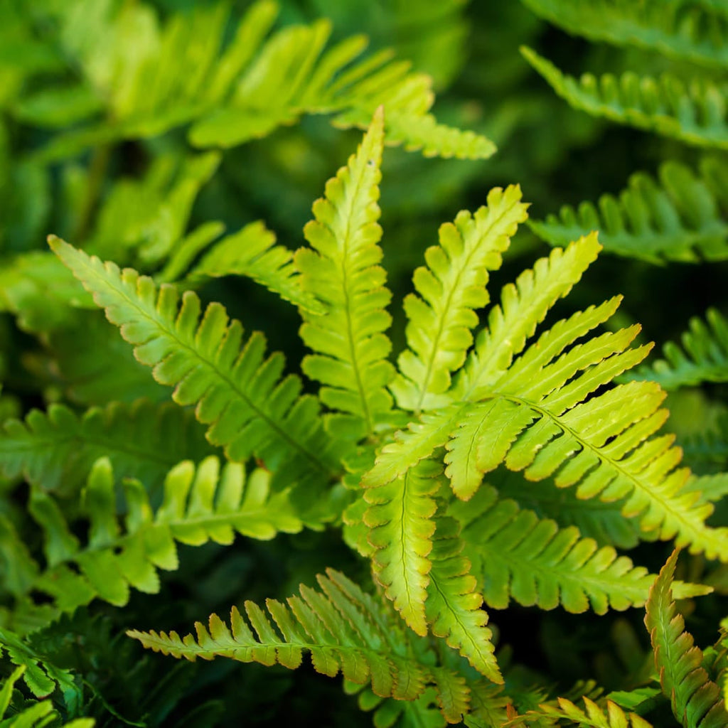 Polystichum setiferum Herrenhausen – Ø9cm – Höhe 10-25cm – Immergrüner Farn – Schattenpflanze für Beet & Gehölzunterpflanzung