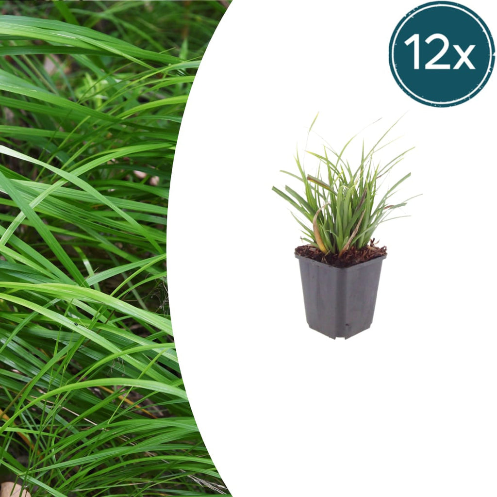 Japan – Segge Carex morrowii – Immergrünes Ziergras – 10-25cm – Ø9cm – Schattengeeignet für Beet & Bodendecker