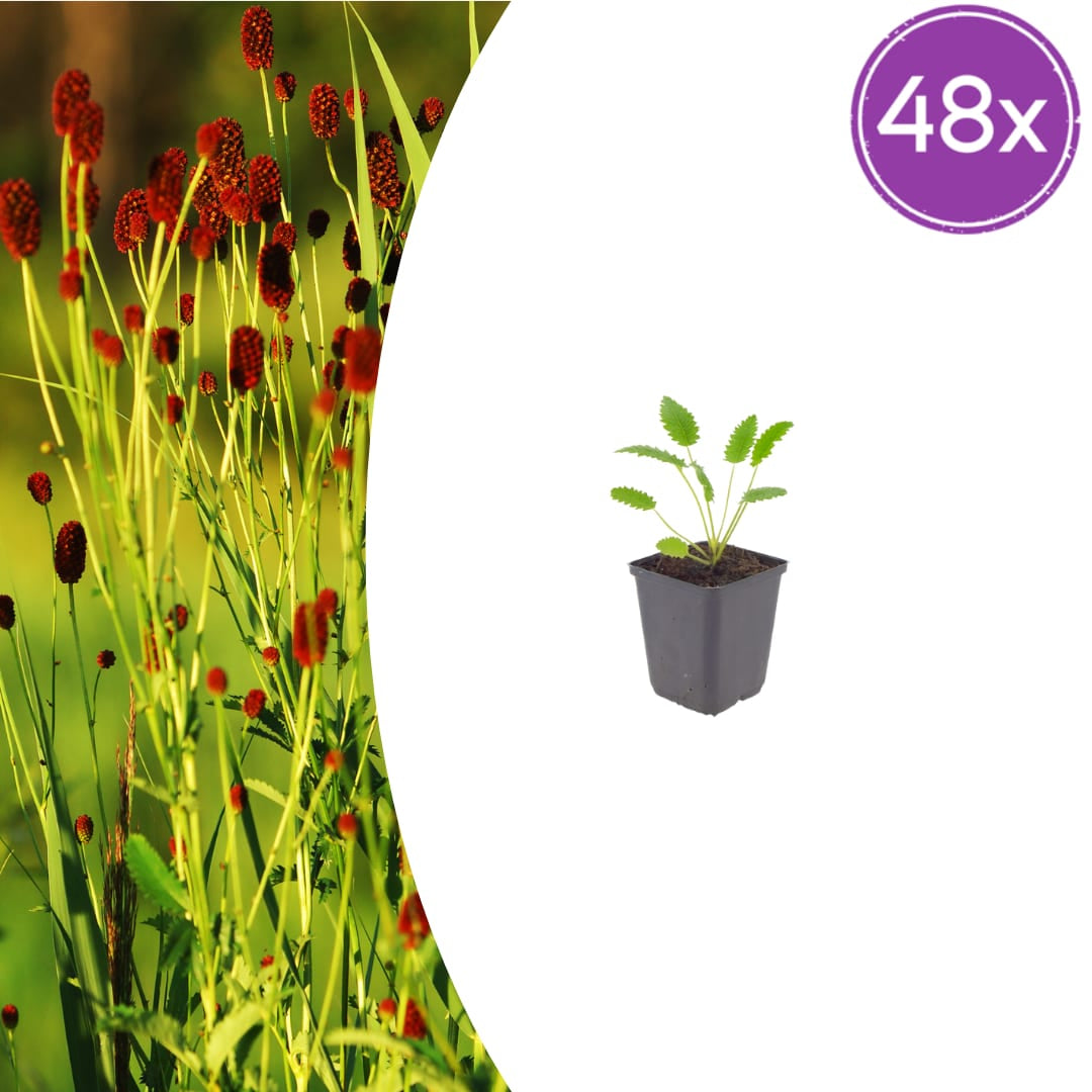 Sanguisorba officinalis Tanna – Ø9cm – Höhe 10-25cm – Winterharte Staude – Dunkelrote Blütenähren – Für Beet, Naturgarten & Präriegarten