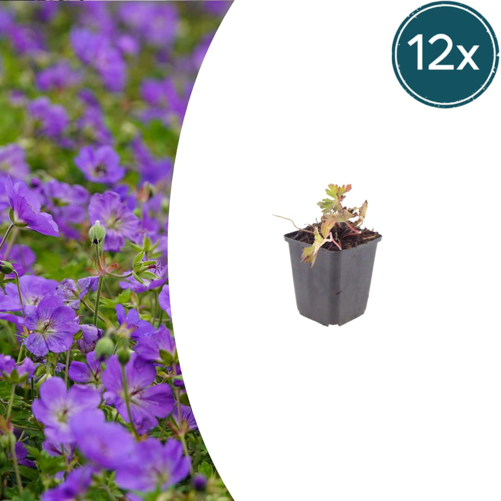 Geranium Azure Rush – Ø9cm – Höhe 10-25cm – Winterharte Staude – Hellblaue Blüten – Bodendecker für Beet, Steingarten & Kübel