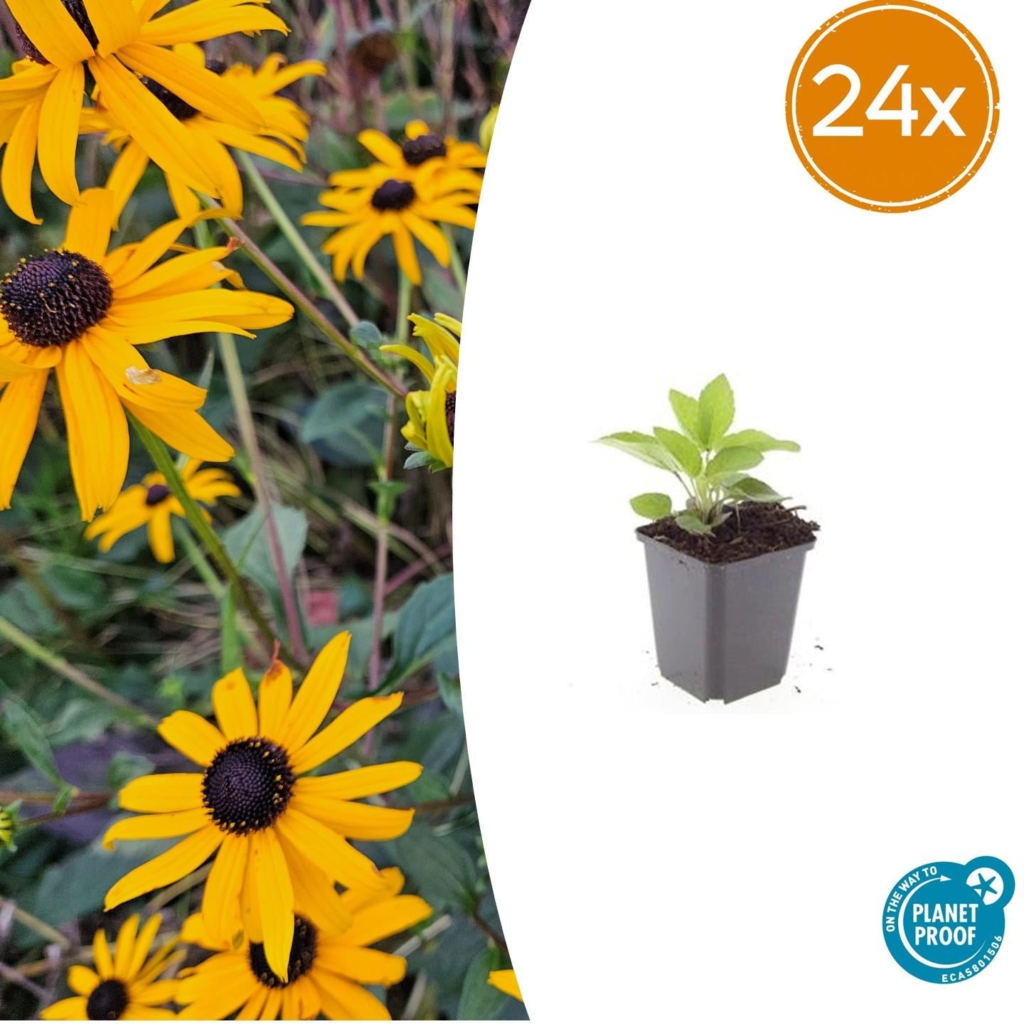 Leuchtender Sonnenhut Rudbeckia fulgida 'Goldsturm' – ↕10-25cm – Ø9cm – Gelbe Blüten – Bienenfreundlich – Pflegeleichte Staude – Plant
