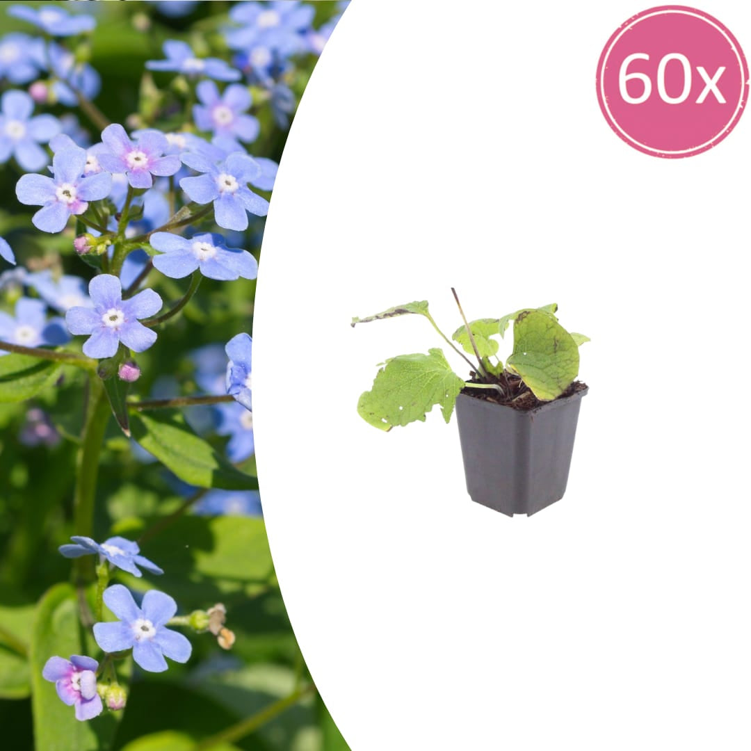 Kaukasisches Vergissmeinnicht Brunnera macrophylla – 10-25cm – Ø9cm – Winterharte Schattenstaude mit blauen Blüten – Bodendecker für Garten & Gehölzrand