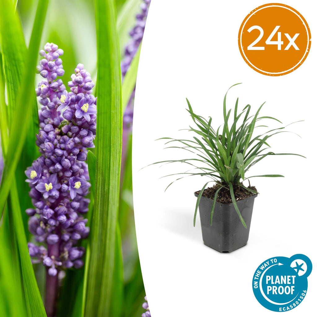 Lilientraube Liriope muscari Big Blue – ↕10-25cm – Ø9cm – Pflegeleicht Halbschatten – Plant
