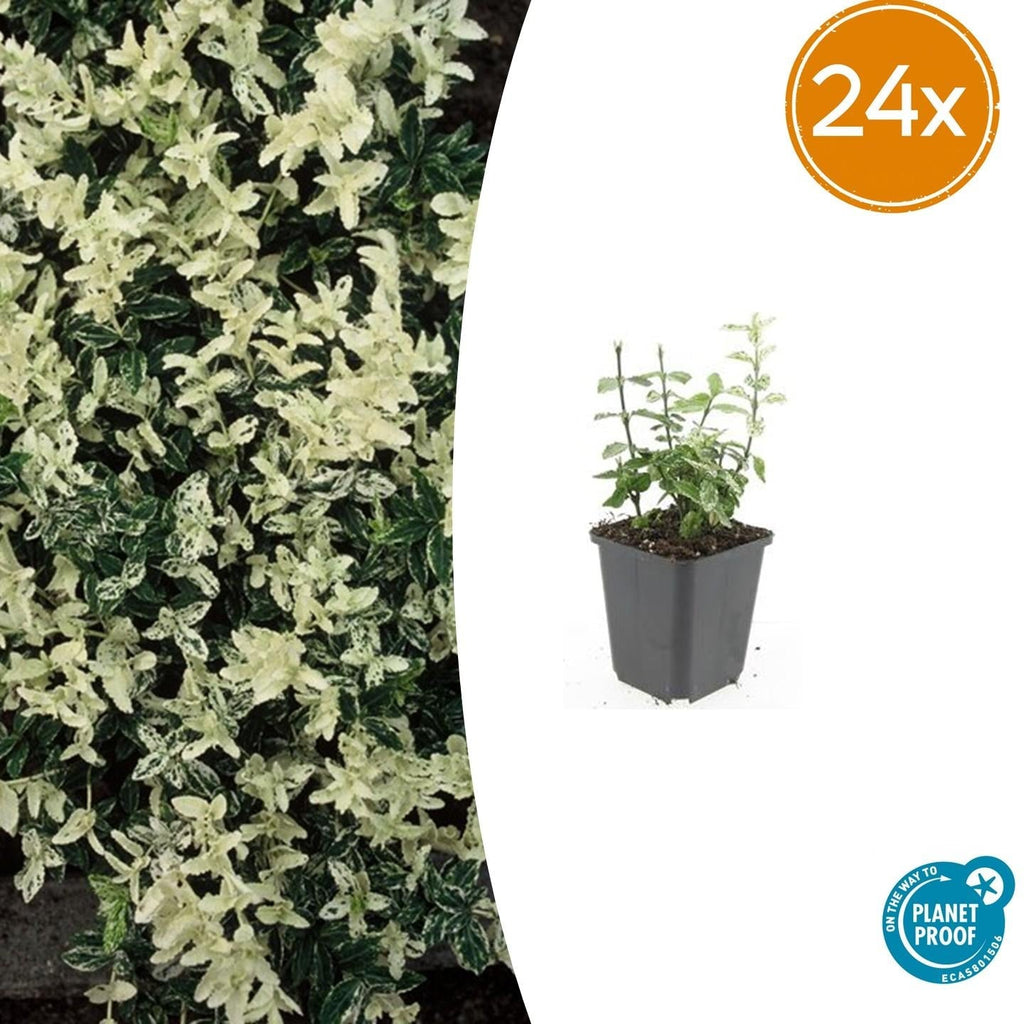 Kriechspindel – Euonymus fortunei 'Harlequin' – ↕10-25cm – Ø9cm – Buntlaub – Sonne & Schatten – Pflegeleicht – Winterhart – Plant