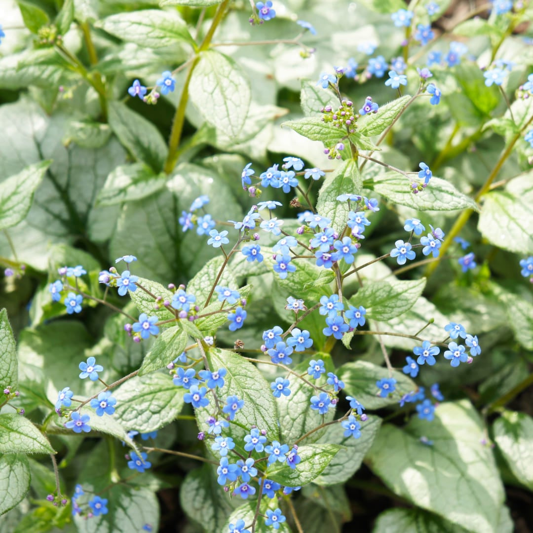 Brunnera macrophylla Jack Frost – Kaukasusvergissmeinnicht – 10-25cm – Ø9cm – Winterharte Schattenstaude mit silbernem Zierlaub