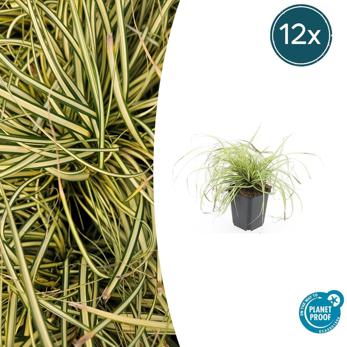 Gold Segge Carex oshimensis 'Evergold' – ↕10-25cm – Ø9cm – Immergrün – Pflegeleicht – Schattentauglich – Plant