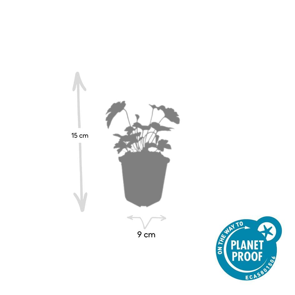 Filzige Herbst – Anemone – Anemone tom. 'Robustissima' – ↕10-25cm – Ø9cm – Bienenfreundliche, purpurblaue Staude für Beete & Rabatten – Plant