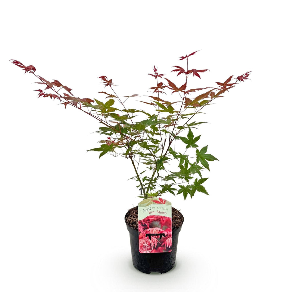 Japanischer Ahorn Acer palmatum Beni Maiko – Rote Balkonpflanze – Ø19cm – Höhe ca. 70cm – Kompakter Zierahorn für Beet & Terrasse – Plant