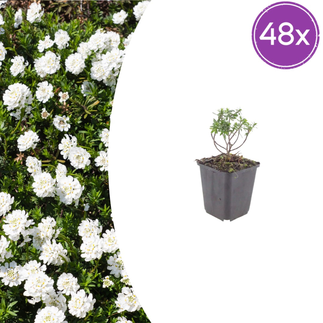 Iberis sempervirens Schneeflocke – Ø9cm – Höhe 10-25cm – Winterharte Bodendecker Staude – Weiße Frühlingsblüte – Immergrün für Beet & Steingarten