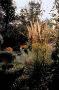 Sandrohr – Calamagrostis acutiflora 'Karl Foerster' – ↕10-25cm – Ø9cm – winterhartes Ziergras, aufrecht wachsend – Plant