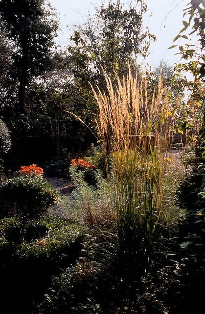 Sandrohr – Calamagrostis acutiflora 'Karl Foerster' – ↕10-25cm – Ø9cm – winterhartes Ziergras, aufrecht wachsend – Plant
