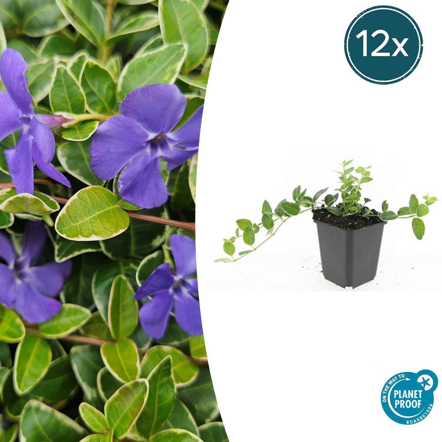 Kleinblättriges Immergrün Vinca minor 'Ralph Shugert' – ↕10-25cm – Ø9cm – Lavendelfarbene Blüten – Immergrün & pflegeleicht – Plant