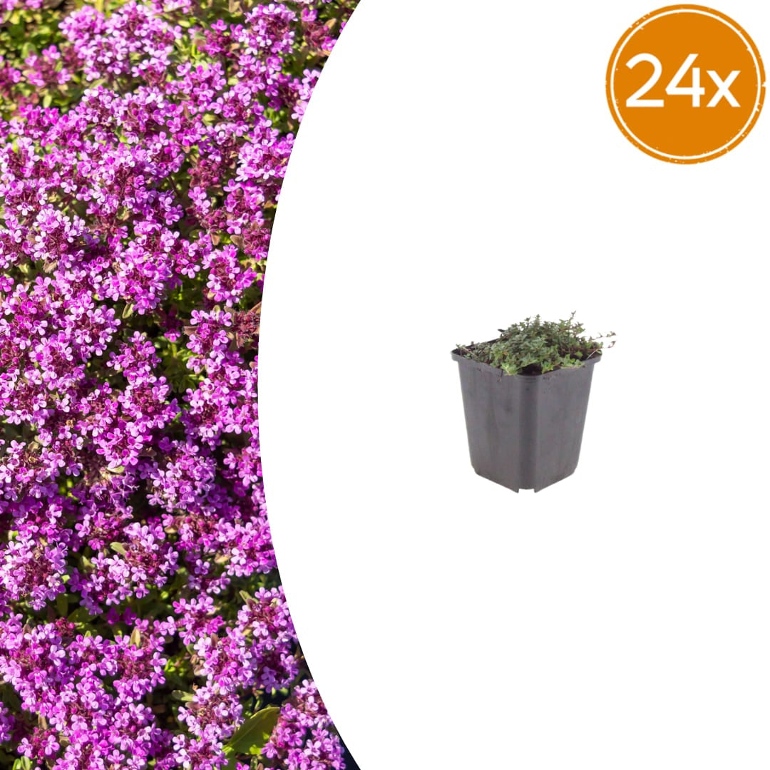 Thymian Thymus praecox Coccineus Bodendecker – Ø9cm – Höhe 10-25cm – Rosa Rot blühender Polsterthymian – Winterhart – Für Steingarten & Beet