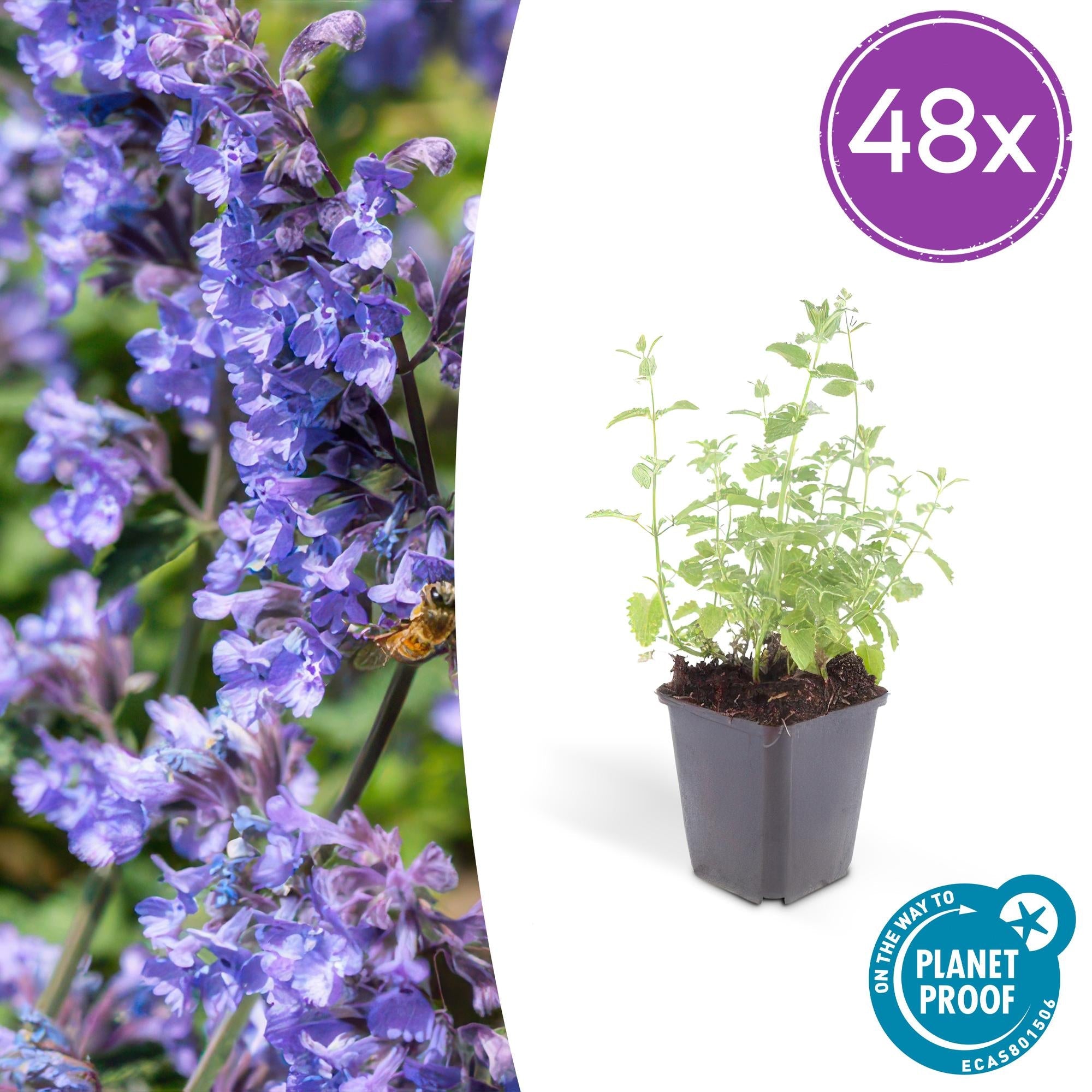 Katzenminze – Nepeta 'Six Hills Giant' – ↕10-25cm – Ø9cm – Lila – blühende Staude – Bienen & Schmetterlinge – Sonnig & Pflegeleicht – Plant