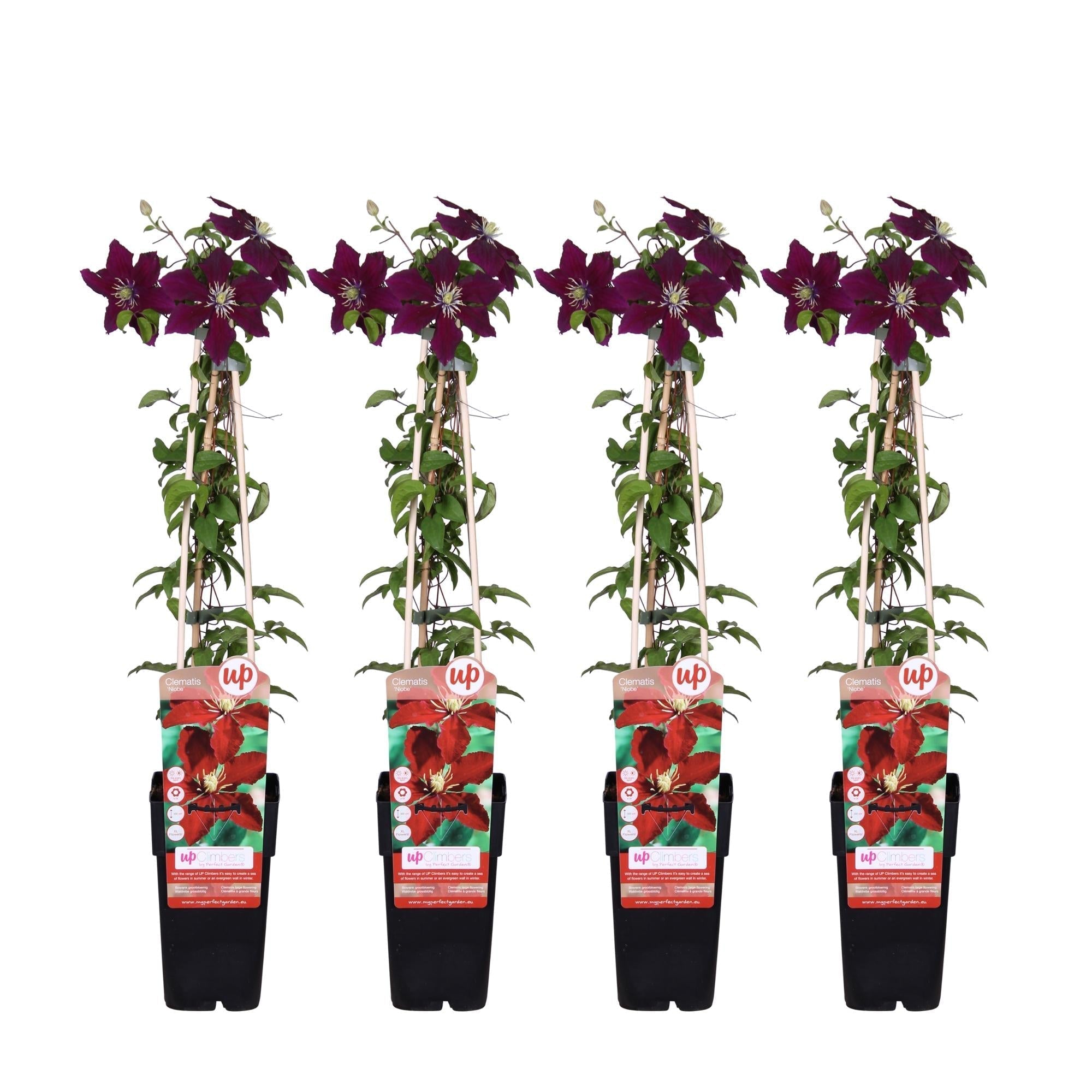 Waldrebe – Clematis Niobe – Winterharte Kletterpflanze mit roten Blüten – Ø15cm Topf – Ca. 65cm hoch – Blüte Mai bis September – Plant