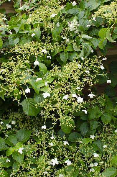 Kletter – Hortensie Hydrangea petiolaris Kletterpflanze Ø15cm ↕65cm – winterharte Pflanze für Garten, Balkon, Terrasse, Kübel & Beet online kaufen – Plant