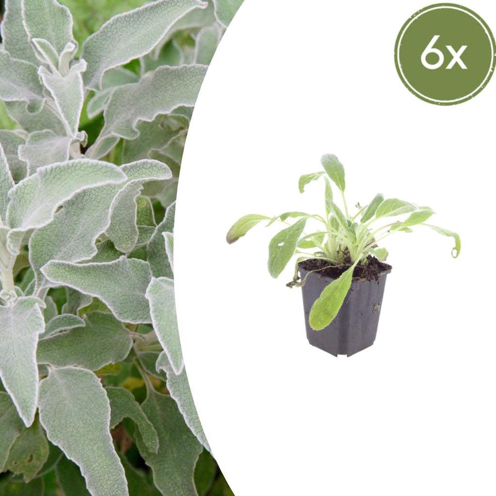 Stachys byzantina – Ø9cm – Höhe 10-25cm – Winterharte Staude – Silberlaub Bodendecker – Trockenheitsresistent für Beet & Steingarten