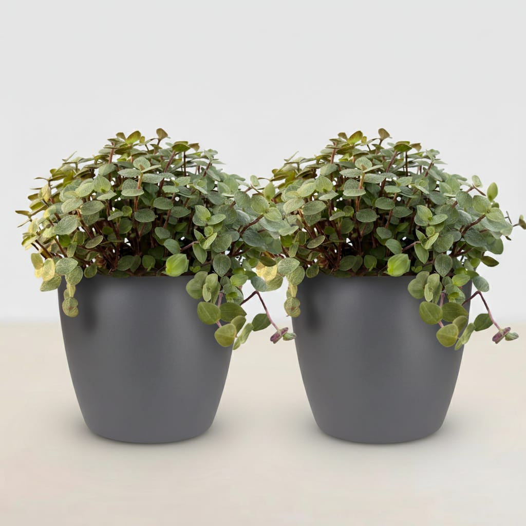 Calissia Repens Zimmerpflanze mit grauem Topf Ø12cm Höhe 17-20cm Haustierfreundliche Grünpflanze pflegeleicht für Wohnzimmer Büro Schlafzimmer