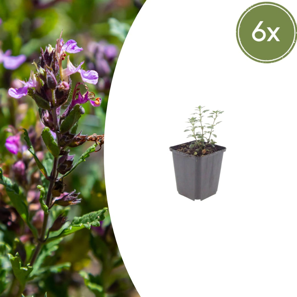 Teucrium lucidrys – Ø9cm – Höhe 10-25cm – Immergrüner Halbstrauch – Schnittverträglich – Für Hecke, Steingarten & moderne Gartenanlagen